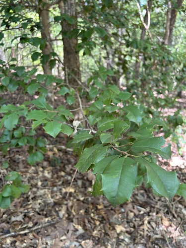 American holly
