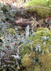 Cladonia cenotea