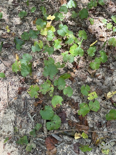 muscadine
