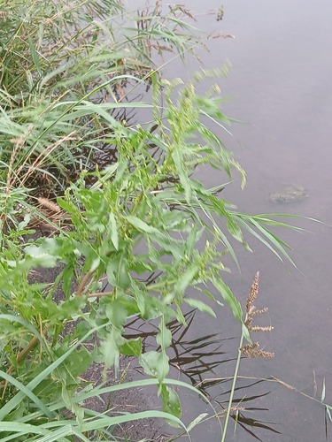Rumex maritimus