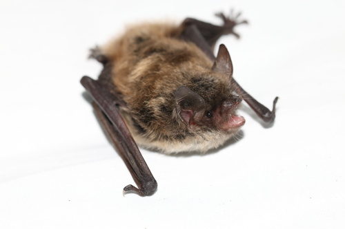 David's Myotis
