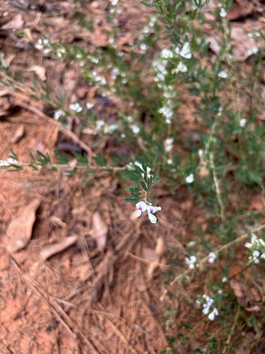 Chinese bushclover