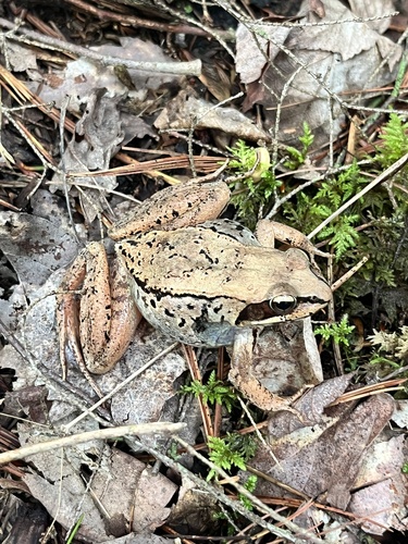 Wood Frog