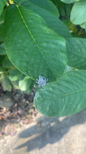 Yellow-spotted Stink Bug