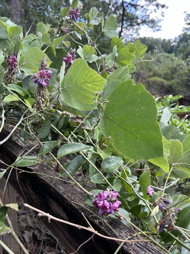 kudzu