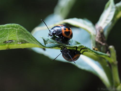Swamp Milkweed Leaf Beetle