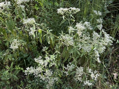 late boneset