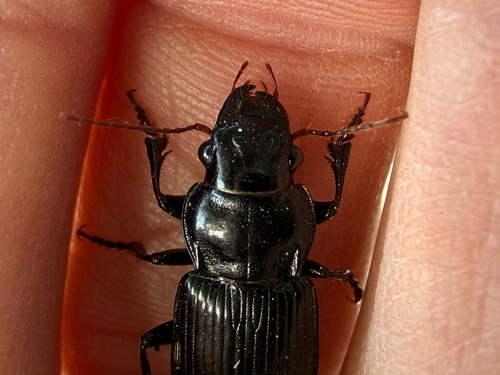 Amara gigantea
