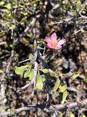 Prunus andersonii