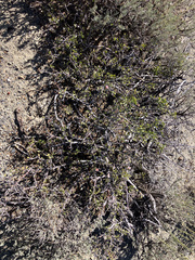 (c) Tom Wainwright, some rights reserved (CC BY) Prunus andersonii, photograph (c) Tom Wainwright, some rights reserved (CC BY)