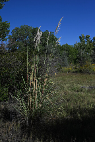 Tripidium ravennae, photograph 3