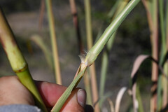 Tripidium ravennae, photograph (c) Anders Hastings, some rights reserved (CC BY)