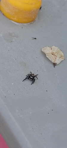 White-eyebrowed Jumping Spider