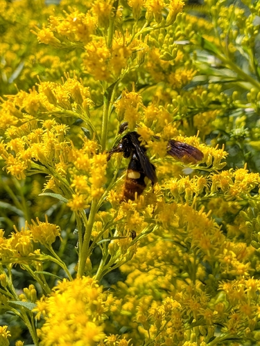 Blue-winged Scoliid Wasp