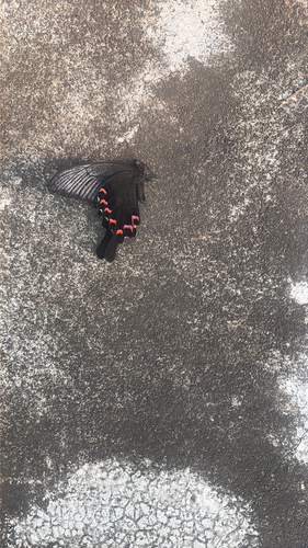 Chinese Peacock Swallowtail