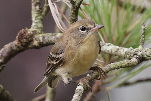 Pine Warbler