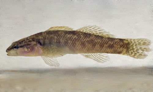 Fantail Darter