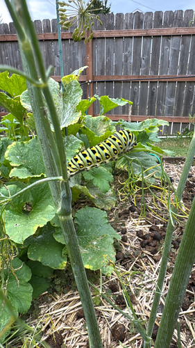 Anise Swallowtail