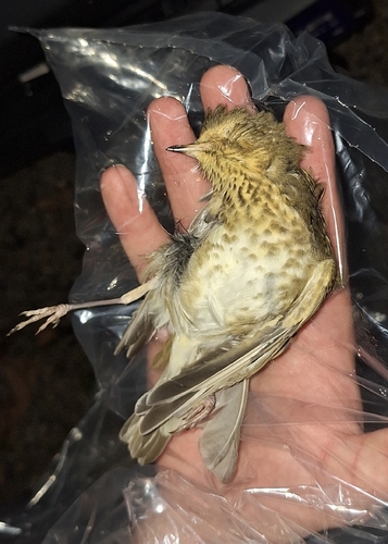 Swainson's Thrush