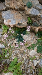 Aethionema saxatile creticum