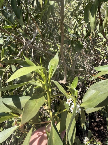 Myoporum sandwicense observed 2026-09-14