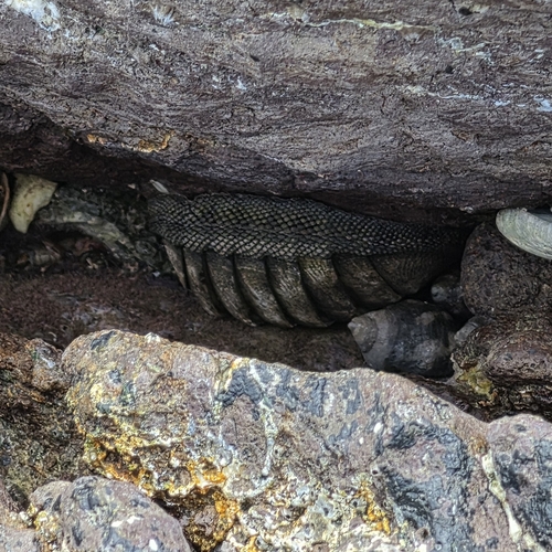 Chiton stokesii, 2026-09-14