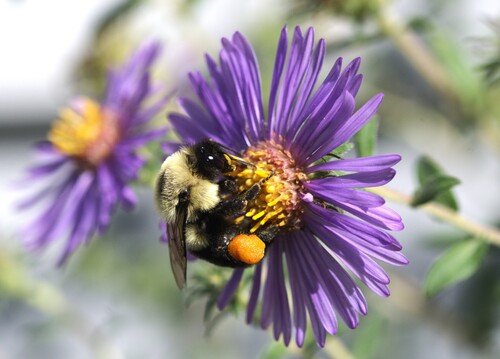 Common Eastern Bumble Bee