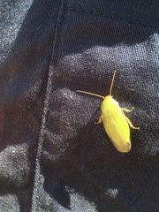 Panchlora thalassina