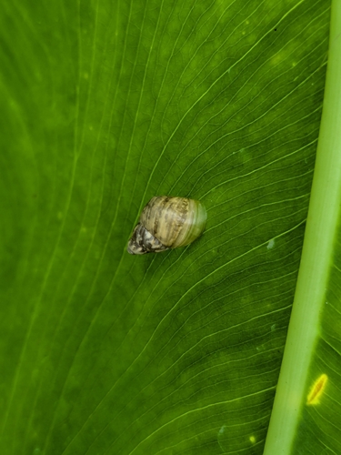 Partula radiolata observed 2026-08-12