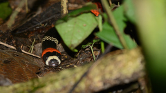 Micrurus lemniscatus helleri