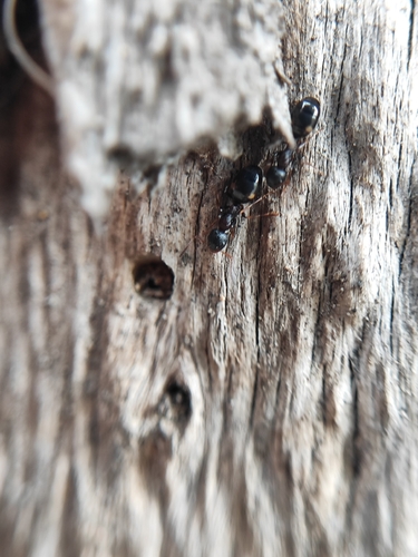 Dolichoderus sibiricus