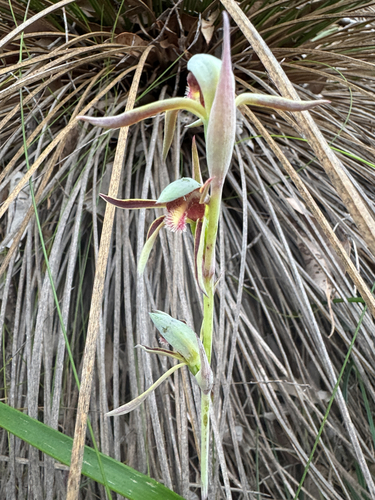 Rattle Beaks