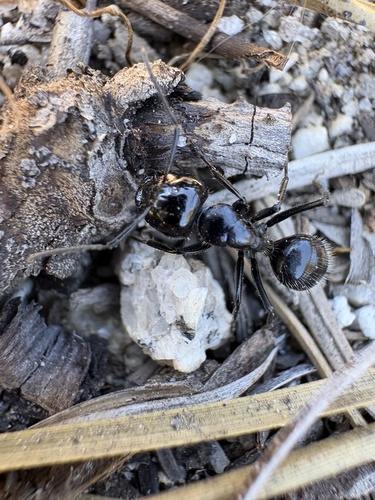 Hairy Smooth Carpenter Ant