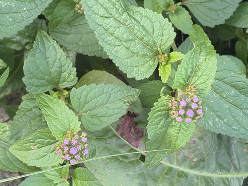 blue mistflower