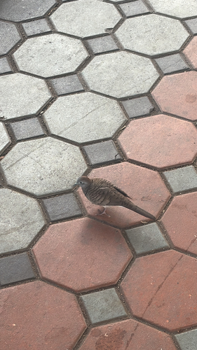 Zebra Dove
