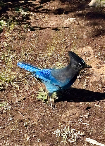 Steller's Jay