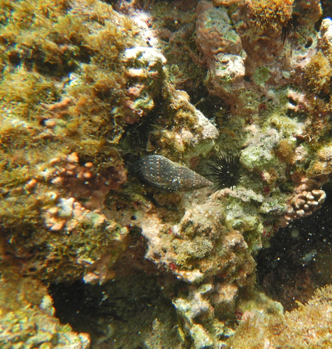 Pisania pusio, 2026-09-12