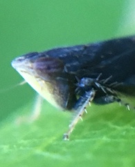 Scaphytopius frontalis