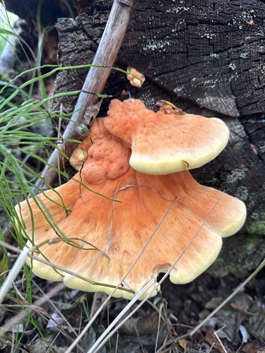 Conifer Chicken of the Woods