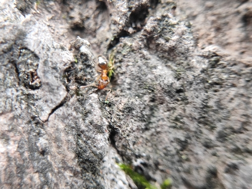 Technomyrmex gibbosus