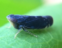 Scaphytopius frontalis