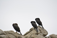 Nannopterum brasilianum brasilianum