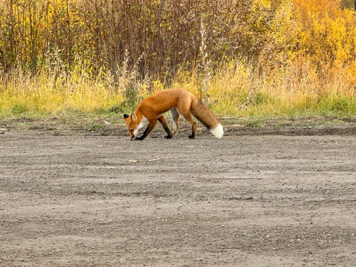 Red Fox