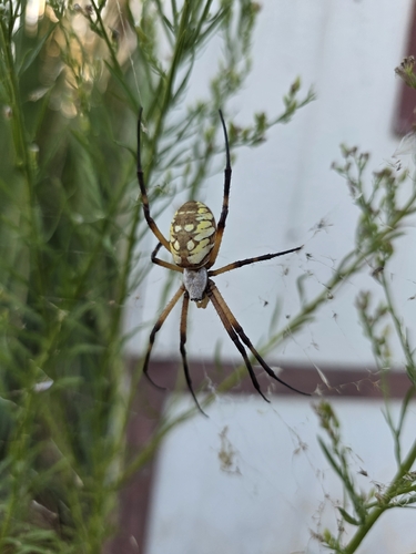 Yellow Garden Spider