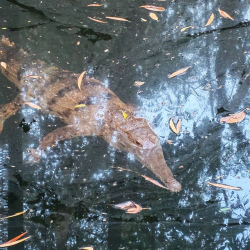 Freshwater Crocodile