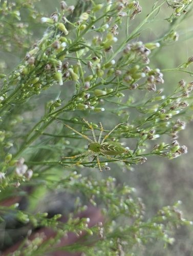 Green Lynx Spider