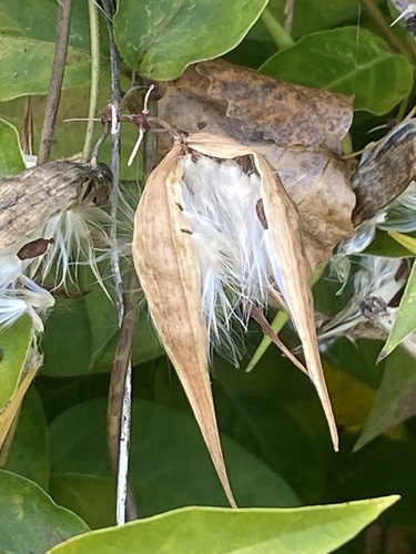 Vincetoxicum rossicum, photograph 4