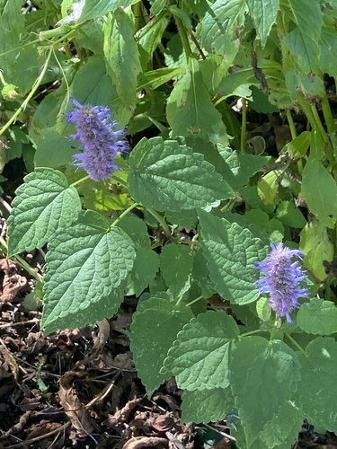 Agastache rugosa, photograph 2