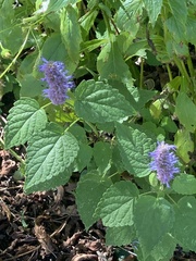 Agastache rugosa, photograph (c) Sandy Wolkenberg, some rights reserved (CC BY)