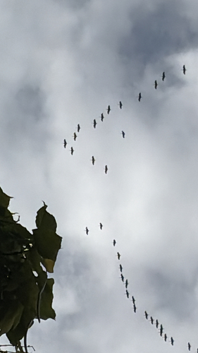 Sandhill Crane